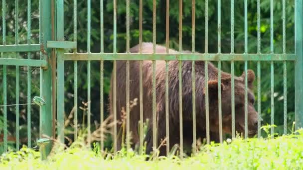 Bear in a cage. Circus rhythm of a brown bear. — Stock Video