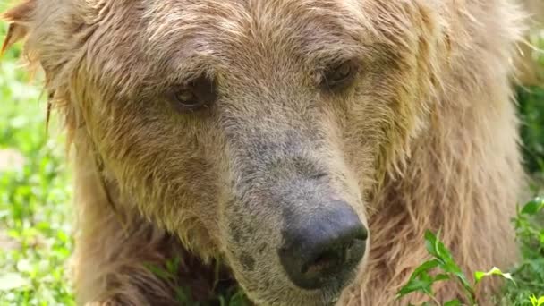 Закрыть лицо бурого медведя грустным взглядом в лесу. — стоковое видео