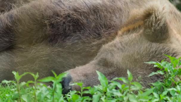 ヒグマのリハビリテーションセンター。眠っている褐色のクマ. — ストック動画