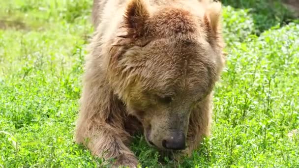 古い茶色のクマは新鮮な緑の草を食べる. — ストック動画