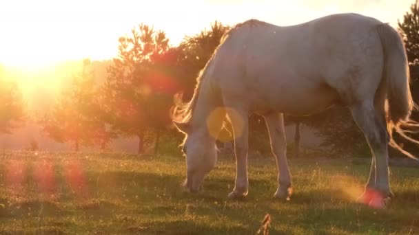 En vit häst på ängen vid solnedgången. — Stockvideo