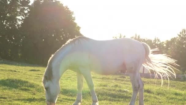 Hästbete på ett öppet fält vid solnedgången. — Stockvideo