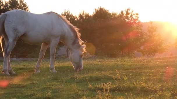 A horse grazes in the field. Horse at sunset. Village, sunset on the field. — 图库视频影像