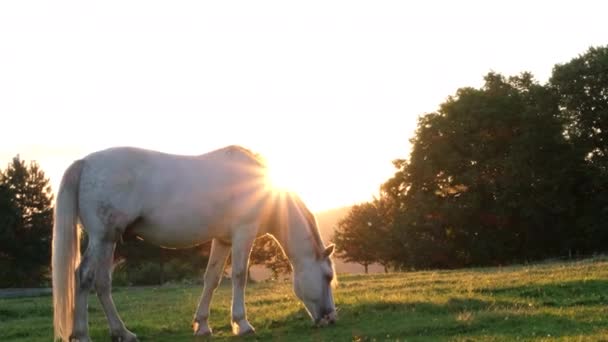 Λευκό άλογο βόσκει σε ένα χωράφι το ηλιοβασίλεμα. — Αρχείο Βίντεο
