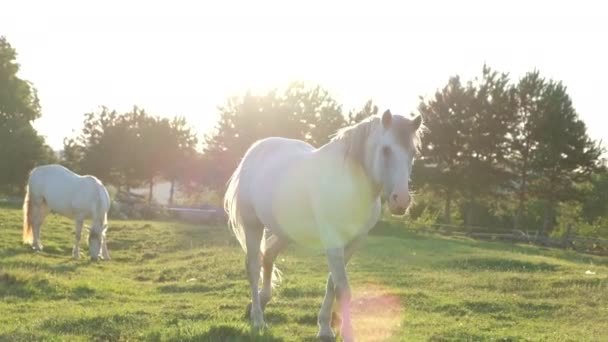 Dois cavalos brancos pastam em um campo na floresta ao pôr do sol. — Vídeo de Stock