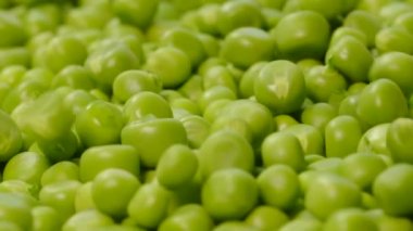  Çiftlik arazisinden bezelye kabukları. Taze toplanmış bezelye. Organik taze sebzeler. Sağlıklı beslenme.