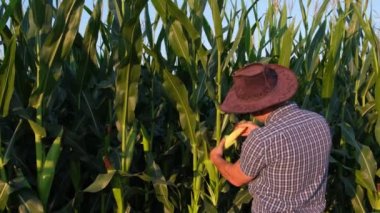 Mısır tarlasında iyi bir tarım uzmanı hasat etmeden önce ekinleri kontrol eder.. 