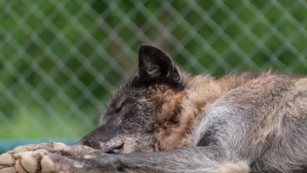 Vahşi hayvanların olduğu hayvanat bahçesi, rehabilitasyon merkezi, rezerv.. — Stok video