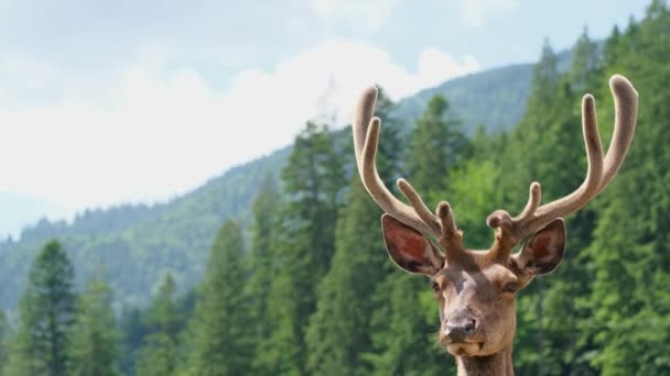 Портрет молодого дикого оленя с разветвленными рогами в лесу. — стоковое видео
