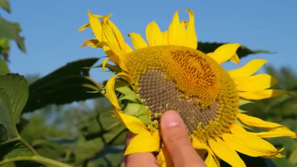 Ein junger Mann auf einem Sonnenblumenfeld zieht Sonnenblumenkerne aus einer Blume. — Stockvideo