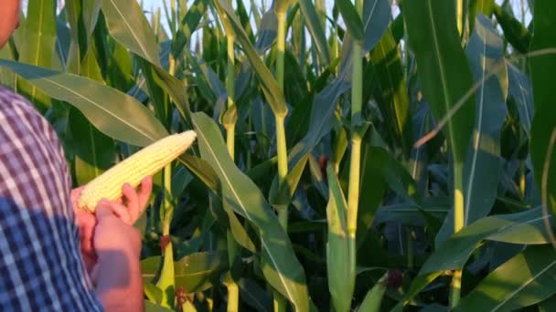 Агроном чистит ухо спелой желтой кукурузы на фоне кукурузного поля.. — стоковое видео