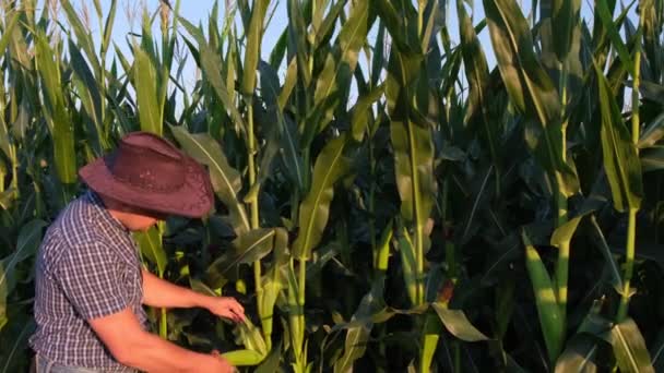 Junger Mann steht in einem Maisfeld und übernimmt die Kontrolle über den Ertrag. — Stockvideo