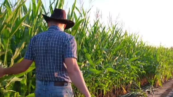Farmer in a hat inspects corn with a green field on the background. — Stockvideo