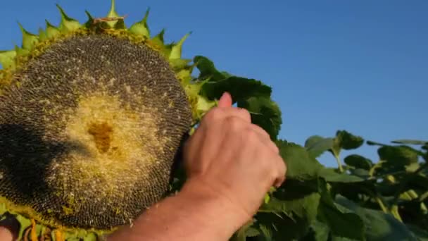 Velký slunečnice v rukou mladého muže. Kulatý zralý slunečnice close-up. — Stock video