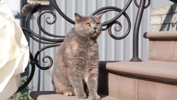 İskoç kedisi merdivenlerde oturuyor güneş ışığı altında, güzel sarı gözler. — Stok video