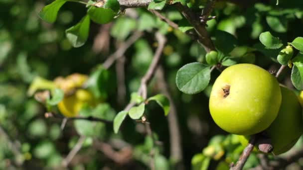 Großaufnahme von grünen Äpfeln auf einem Zweig in einem Obstgarten. — Stockvideo