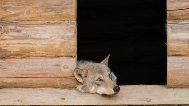 En brun varg ligger i en bur på zoo. — Stockvideo