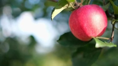 Bahçedeki elma ağacının dalındaki olgun kırmızı elma hasat için hazır..