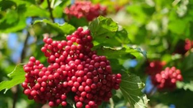 Bir sürü kırmızı viburnum böğürtlen. Sıradan Viburum..