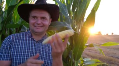 Bir çiftçinin elinde mısır başı, hasat zamanı..