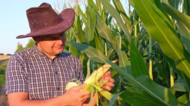 Kareli gömlekli genç bir çiftçi mısır tarlasını kontrol ediyor..