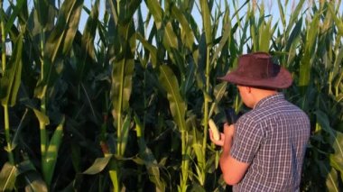 Bir çiftçi akıllı telefonuyla mısır mahsulünü inceliyor. Tarım ürünleri üretimi