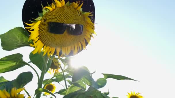 Slunečnicový květ v slunečních brýlích v krásném letním počasí. — Stock video