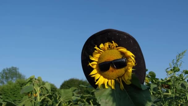 Tournesol raide dans un chapeau et des lunettes de soleil. Bouteille d'huile sur fond de ciel bleu. — Video