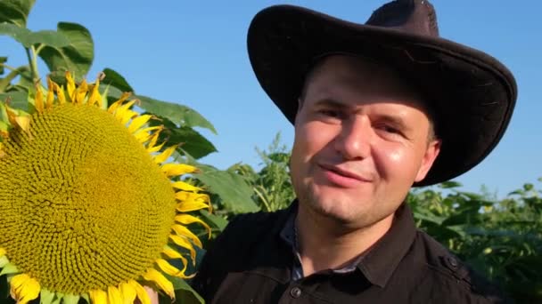 एक शेतकरी उन्हाळ्यात शेतात सूर्यफूल पीक, सूर्यफूल तपासतो — स्टॉक व्हिडिओ
