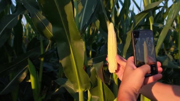 農家はスマートフォンでトウモロコシの収穫を検査します。農作物の生産 — ストック動画