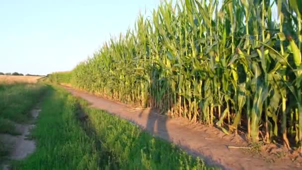 Egy kukoricamezőt felmérő farmer árnyéka — Stock videók