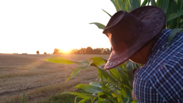 Rural worker on a field of green corn checks organic products. — Stockvideo