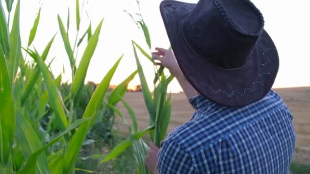 Un agrónomo en un campo de maíz verde comprueba productos orgánicos. — Vídeos de Stock