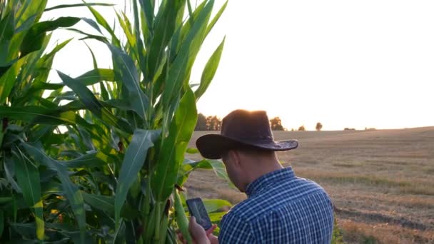 El agricultor inspecciona semillas de maíz, agricultura. Primer plano de un campesino sosteniendo un cultivo de maíz. — Vídeo de stock