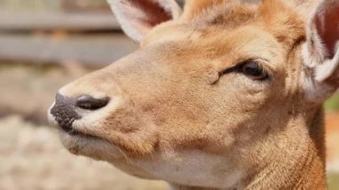 Bir kızıl geyik ailesi ulusal parktaki bir çayırda dinleniyor.