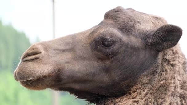 . Portrait rapproché d'un chameau brun foncé — Video