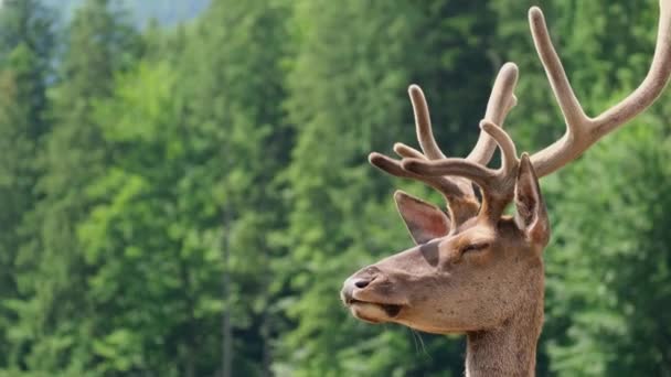 De cerca. Ciervos en el parque nacional. Ciervos nobles — Vídeo de stock