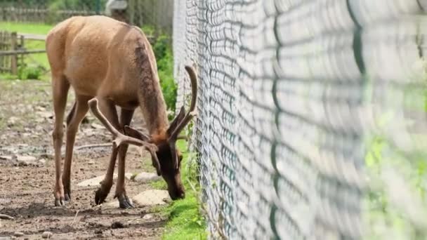 Ciervos rojos pastan en un prado en un parque nacional. Ciervo rojo con cuernos en cautiverio en el zoológico — Vídeo de stock