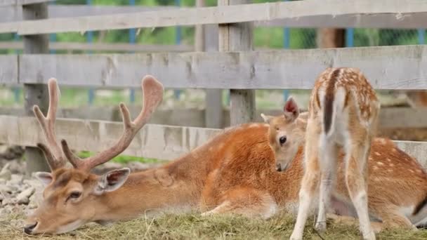 En familj av kronhjort vilar på en äng i en nationalpark. — Stockvideo