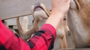 Çocuklar genç geyiklerin elleriyle beslenir, yan gözle, yakın mesafeden. Hayvanat bahçesindeki hayvanlar