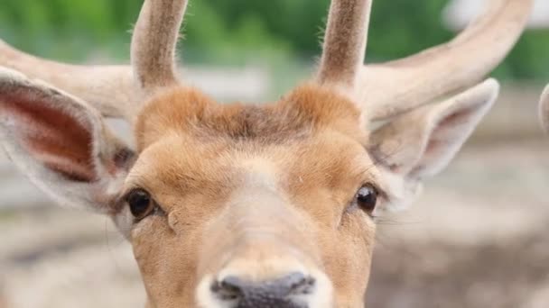 Feche de uma cabeça de veado. Fundo Zoológico para a Vida Selvagem — Vídeo de Stock