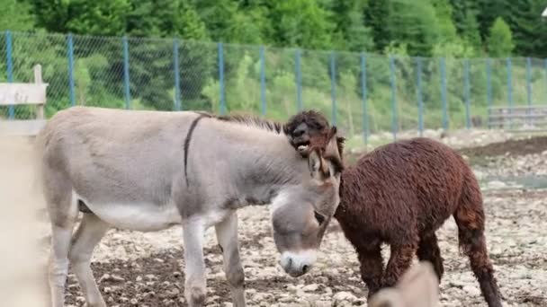 Alpaca pelea con un burro. Lucha animal por territorio en el zoológico. — Vídeos de Stock