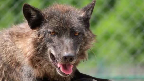Старий чорний вовк важко дихає в сонячну погоду . — стокове відео