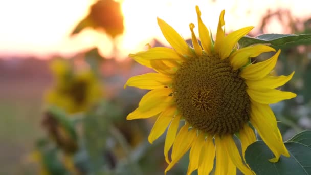 Krásné slunečnicové květy proti obloze ve večerním světle letního západu slunce. — Stock video