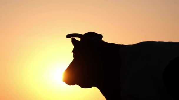 Silueta de vacas al atardecer en un prado con el sol brillando. — Vídeos de Stock