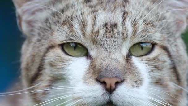 Zbliżenie kota domowego z pięknymi smutnymi oczami. — Wideo stockowe