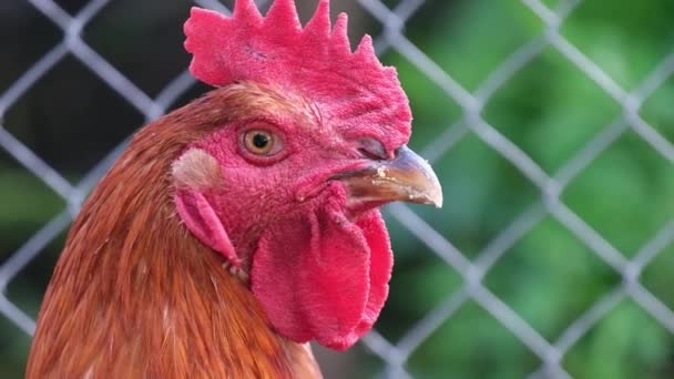 Retrato de cerca de un pollo, macro. Marrón hermoso retrato de pollo — Vídeos de Stock