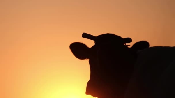 Silhouette de vache à un beau coucher de soleil. — Video