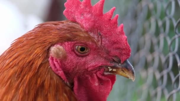 Die Hähne köpfen aus nächster Nähe. Hühner auf einem Bauernhof auf dem Land — Stockvideo