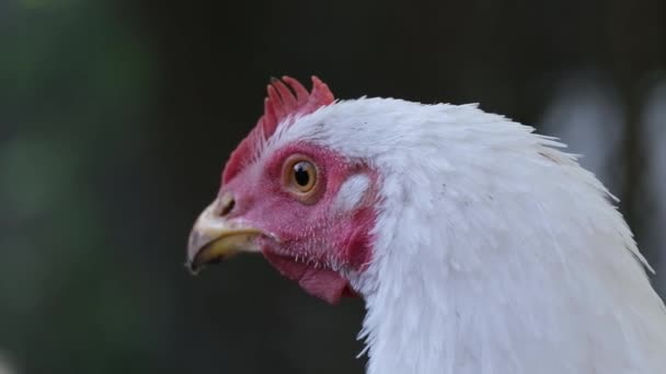 Chicken head close-up. Chickens on a farm in the countryside. — Stock Video